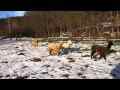 alpakas im schnee video 2 minuten